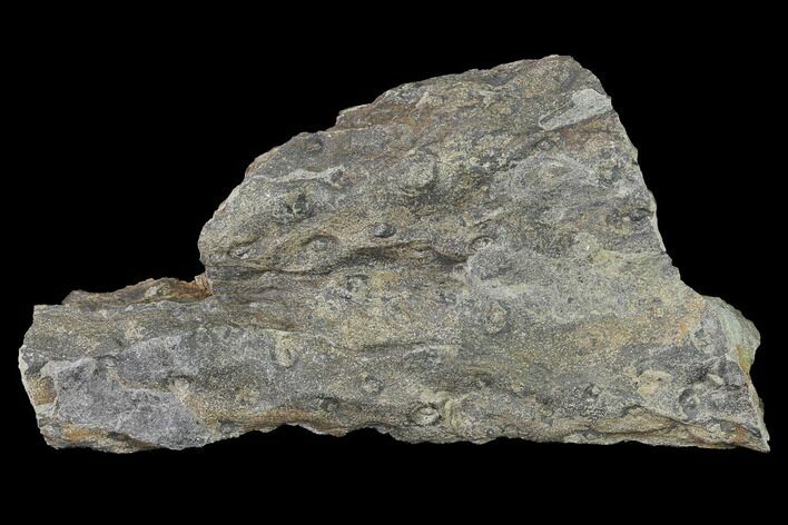 Fossil Lycopod Tree Root (Stigmaria) - Kentucky #143718